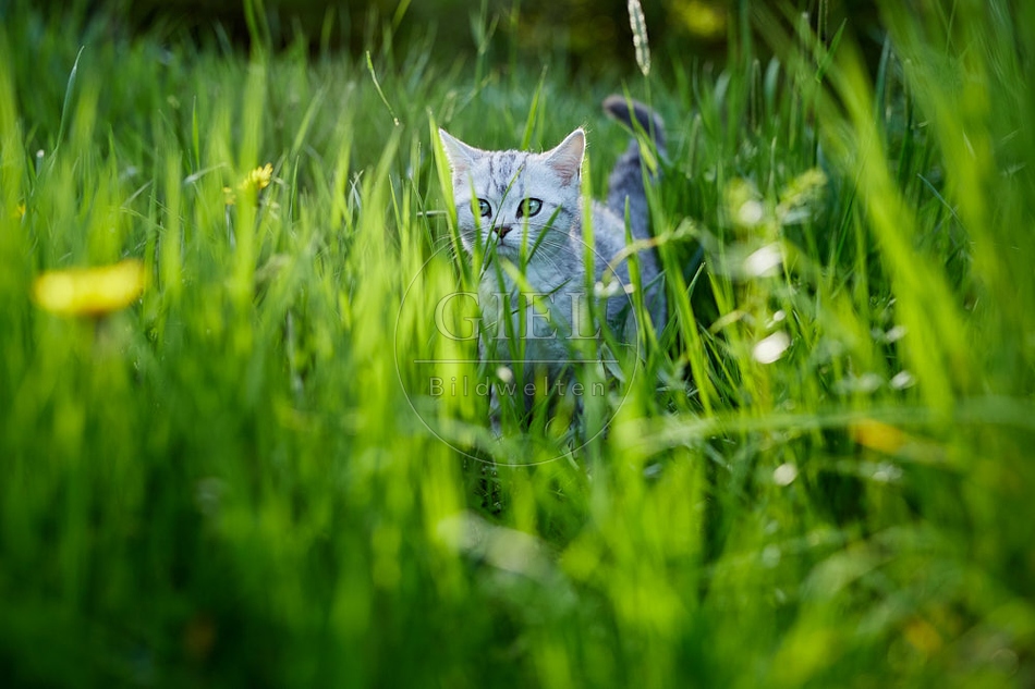 115818 Junge Britisch Kurzhaar Katze