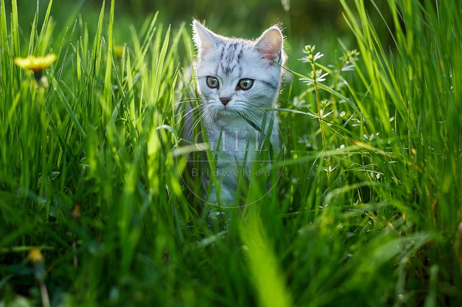 115819 Junge Britisch Kurzhaar Katze
