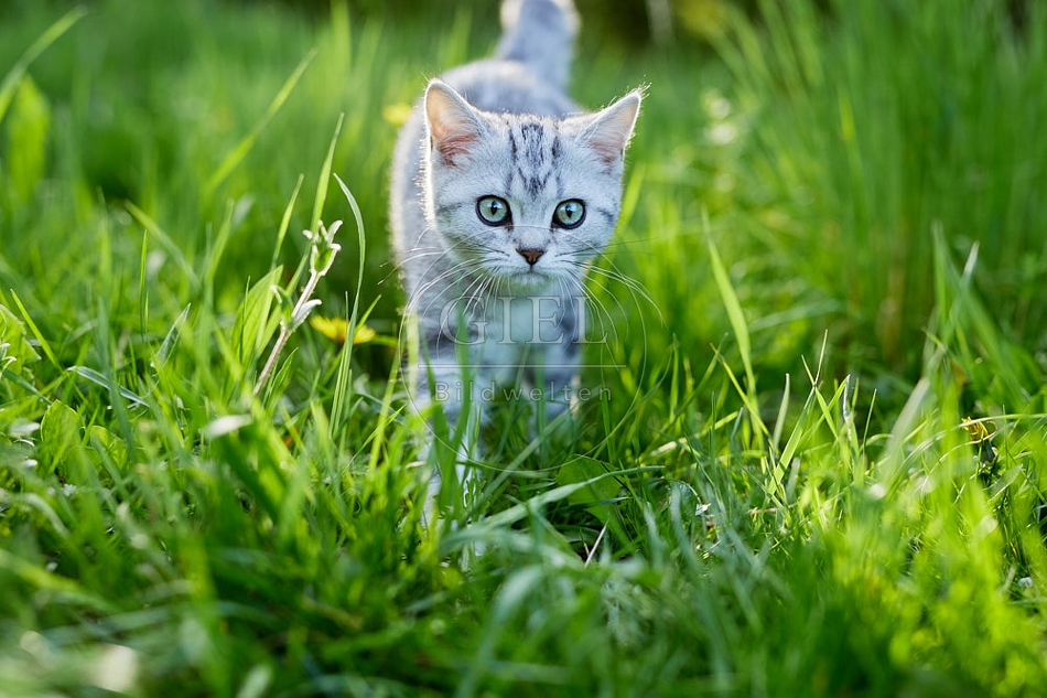 115820 Junge Britisch Kurzhaar Katze