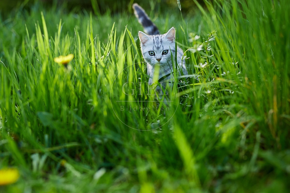 115822 Junge Britisch Kurzhaar Katze