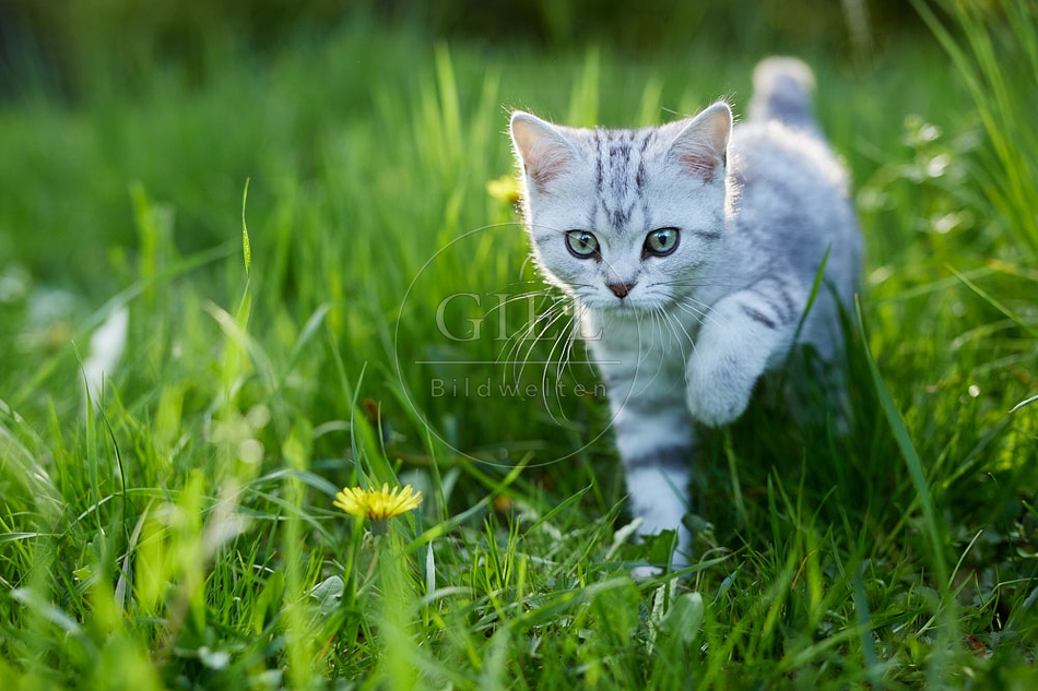 115823 Junge Britisch Kurzhaar Katze