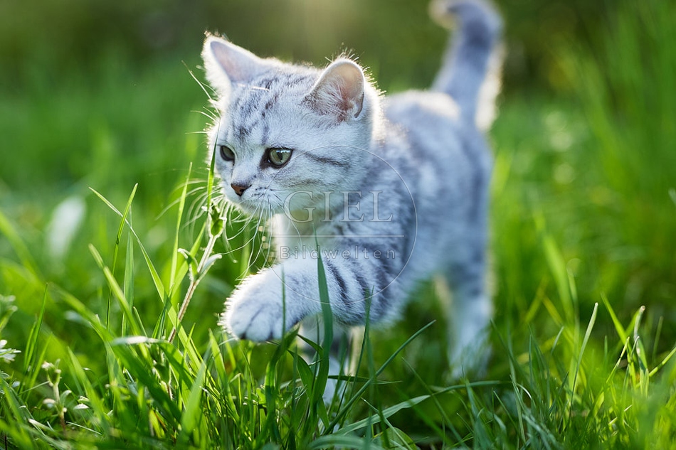 115824 Junge Britisch Kurzhaar Katze