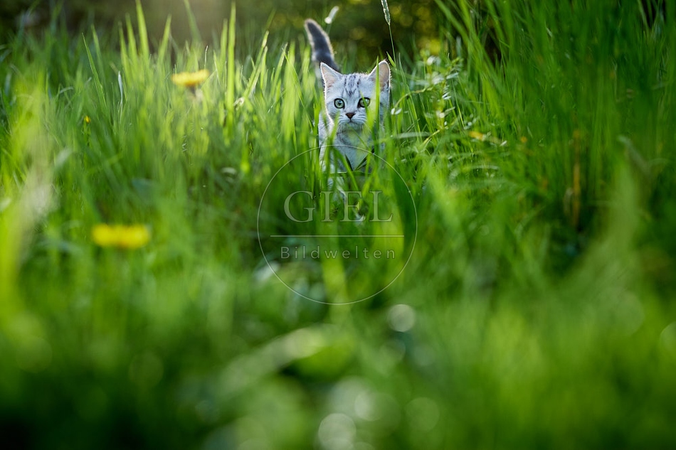 115825 Junge Britisch Kurzhaar Katze