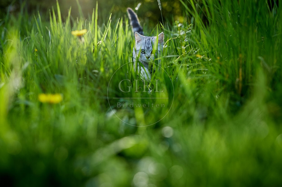 115826 Junge Britisch Kurzhaar Katze