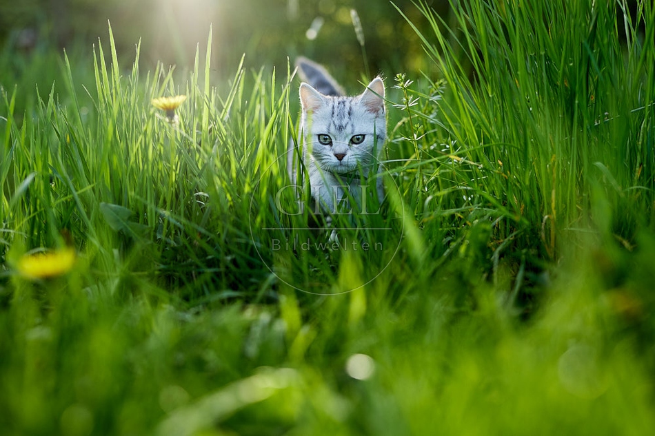 115827 Junge Britisch Kurzhaar Katze
