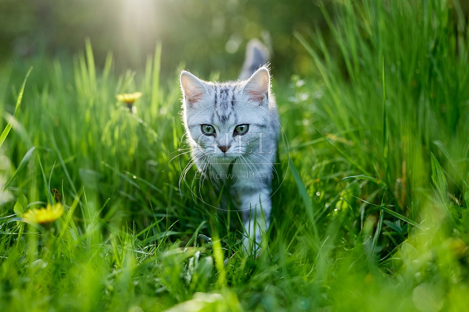 115828 Junge Britisch Kurzhaar Katze