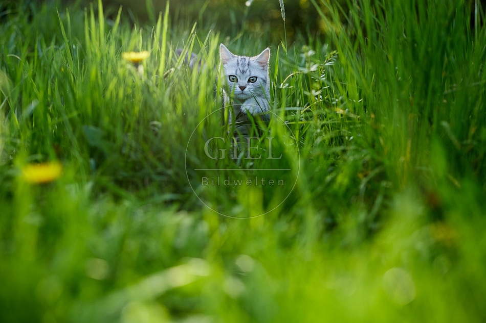115829 Junge Britisch Kurzhaar Katze