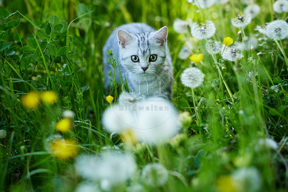 115865 Junge Britisch Kurzhaar Katze
