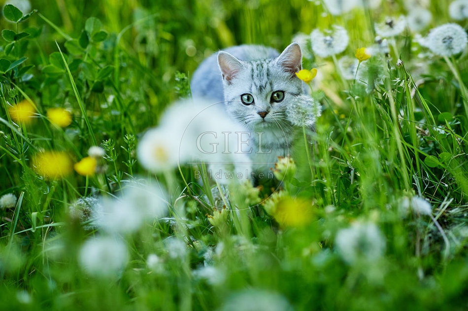 115866 Junge Britisch Kurzhaar Katze