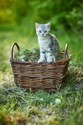 115878 Junge Britisch Kurzhaar Katze