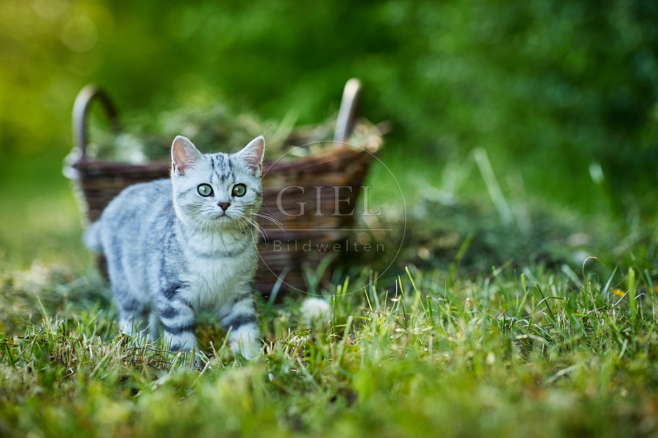 115879 Junge Britisch Kurzhaar Katze