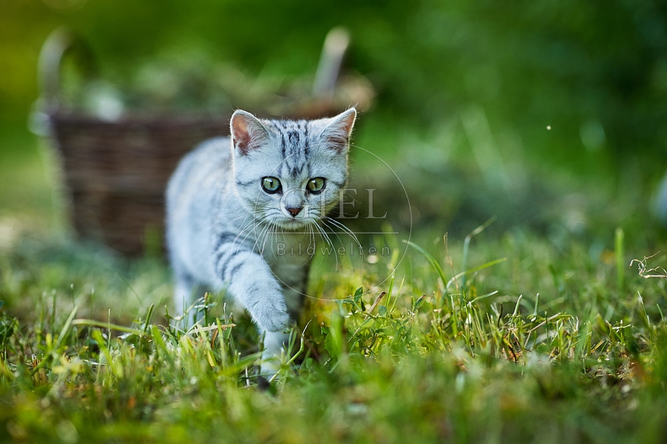 115880 Junge Britisch Kurzhaar Katze