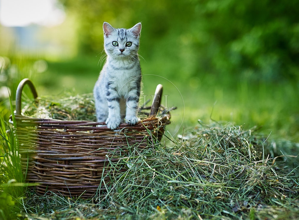 115881 Junge Britisch Kurzhaar Katze