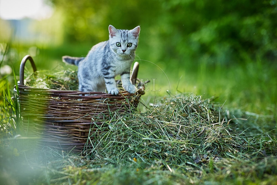 115882 Junge Britisch Kurzhaar Katze