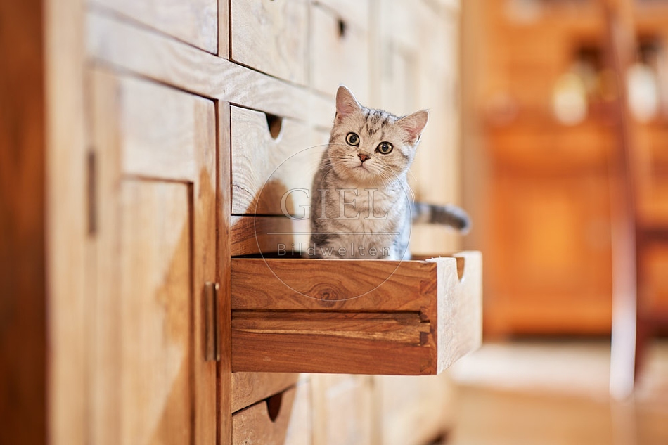 116019 Junge Britisch Kurzhaar Katze