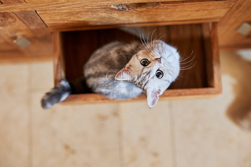 116020 Junge Britisch Kurzhaar Katze