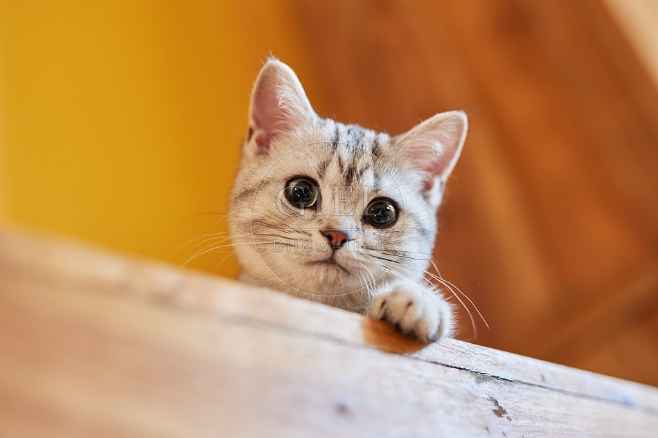 116021 Junge Britisch Kurzhaar Katze