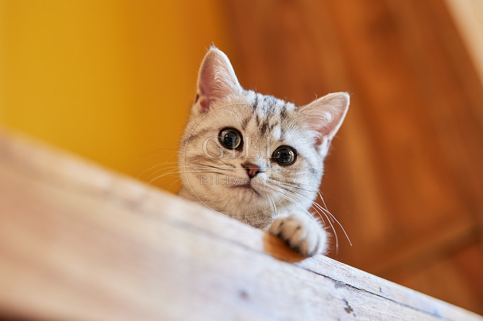 116022 Junge Britisch Kurzhaar Katze