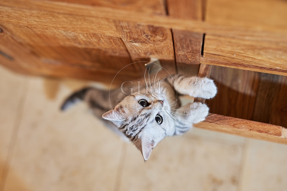 116023 Junge Britisch Kurzhaar Katze