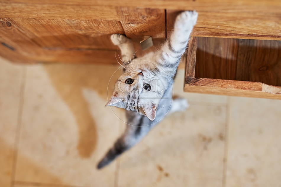 116024 Junge Britisch Kurzhaar Katze