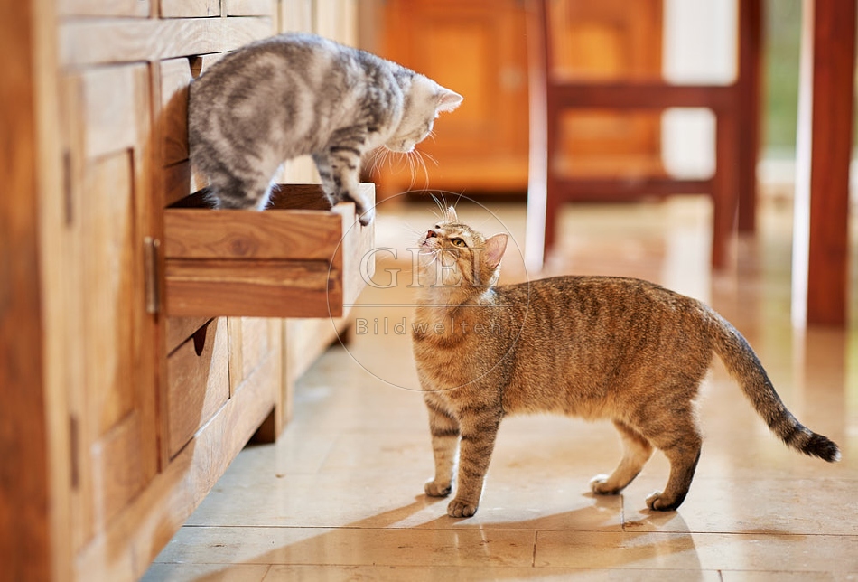 116025 Junge Britisch Kurzhaar Katze