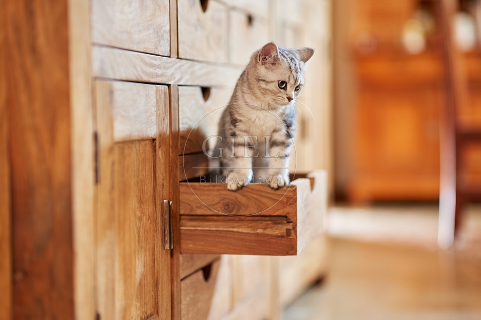 116026 Junge Britisch Kurzhaar Katze