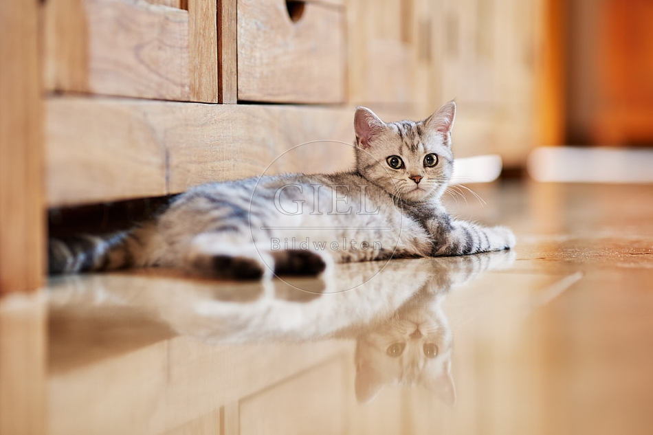 116027 Junge Britisch Kurzhaar Katze