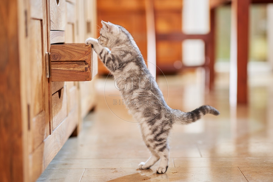 116028 Junge Britisch Kurzhaar Katze