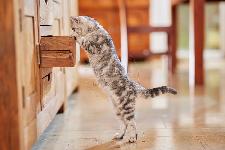 116029 Junge Britisch Kurzhaar Katze