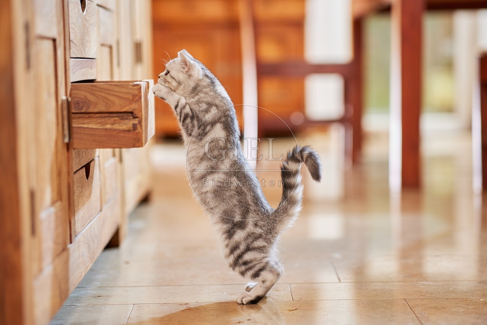 116030 Junge Britisch Kurzhaar Katze