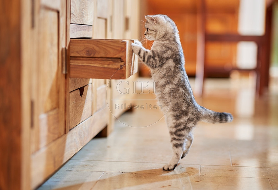 116031 Junge Britisch Kurzhaar Katze