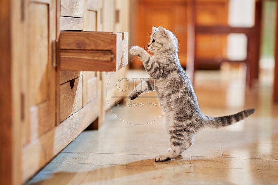 116032 Junge Britisch Kurzhaar Katze