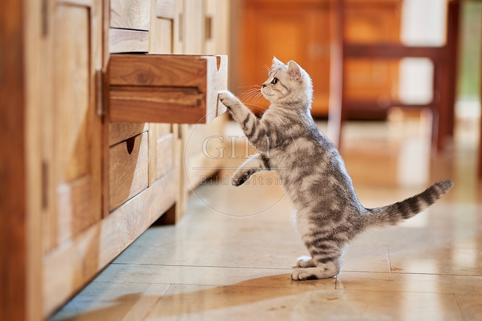 116033 Junge Britisch Kurzhaar Katze