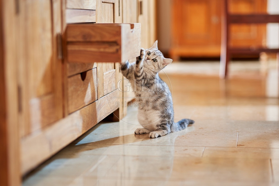 116034 Junge Britisch Kurzhaar Katze