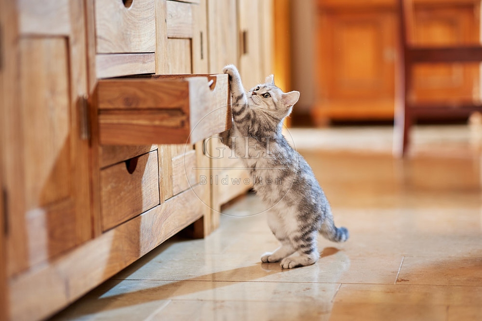 116035 Junge Britisch Kurzhaar Katze