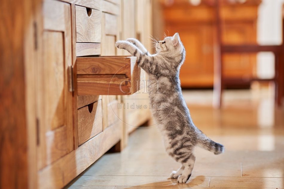 116037 Junge Britisch Kurzhaar Katze