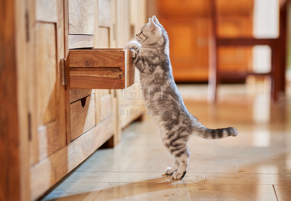 116038 Junge Britisch Kurzhaar Katze