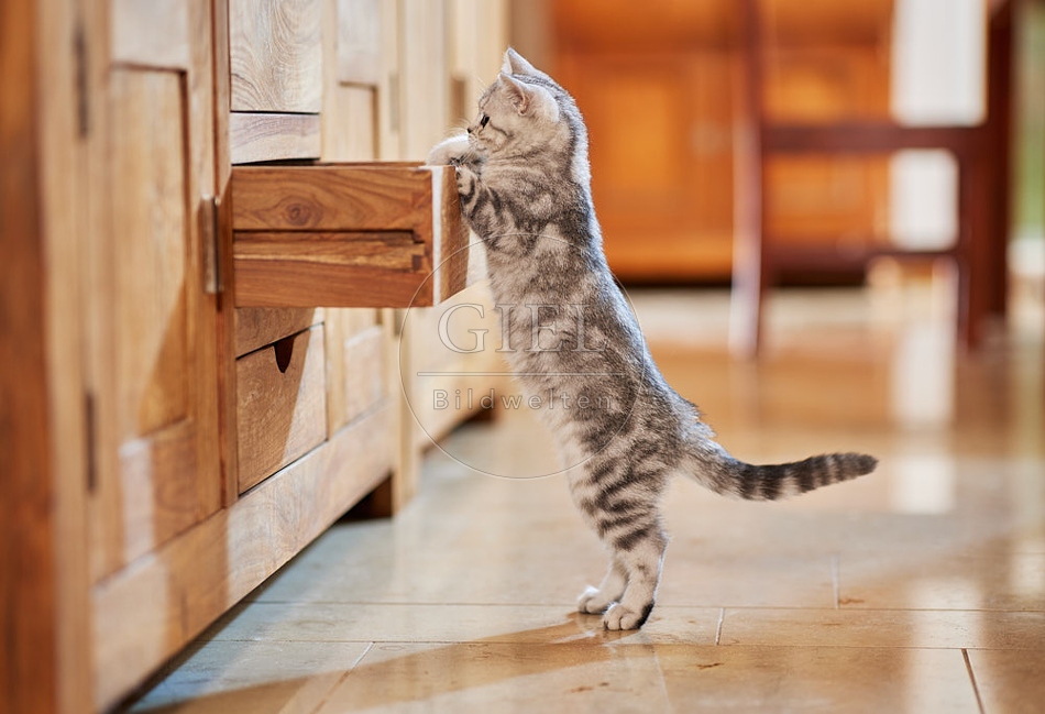 116039 Junge Britisch Kurzhaar Katze