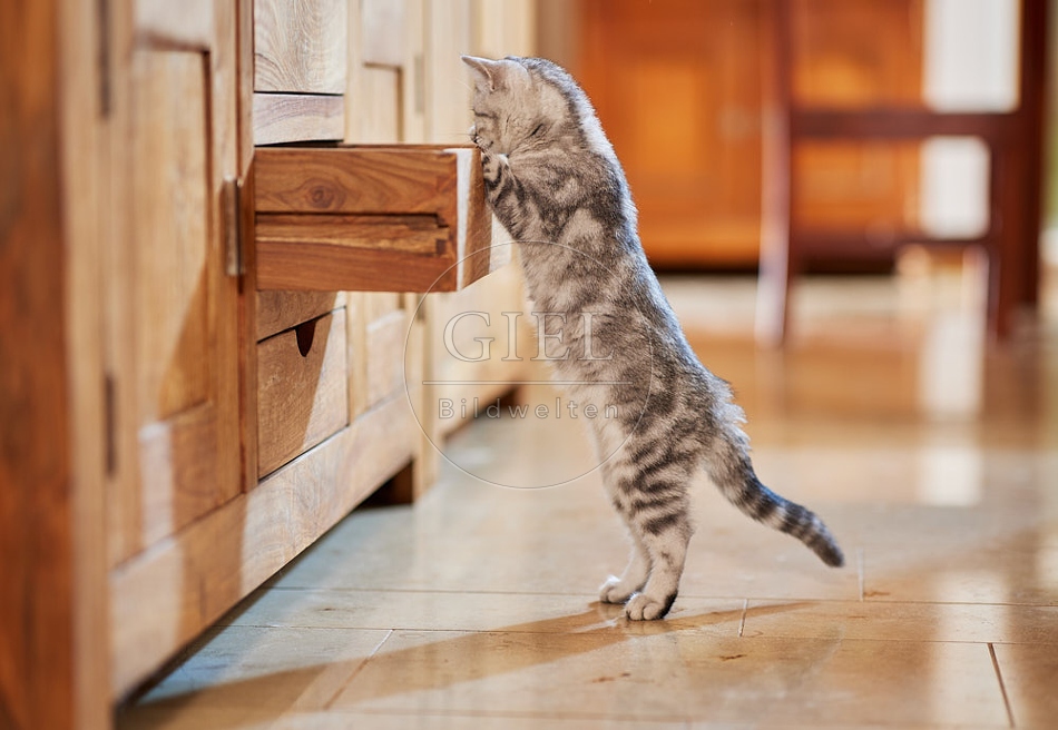 116040 Junge Britisch Kurzhaar Katze