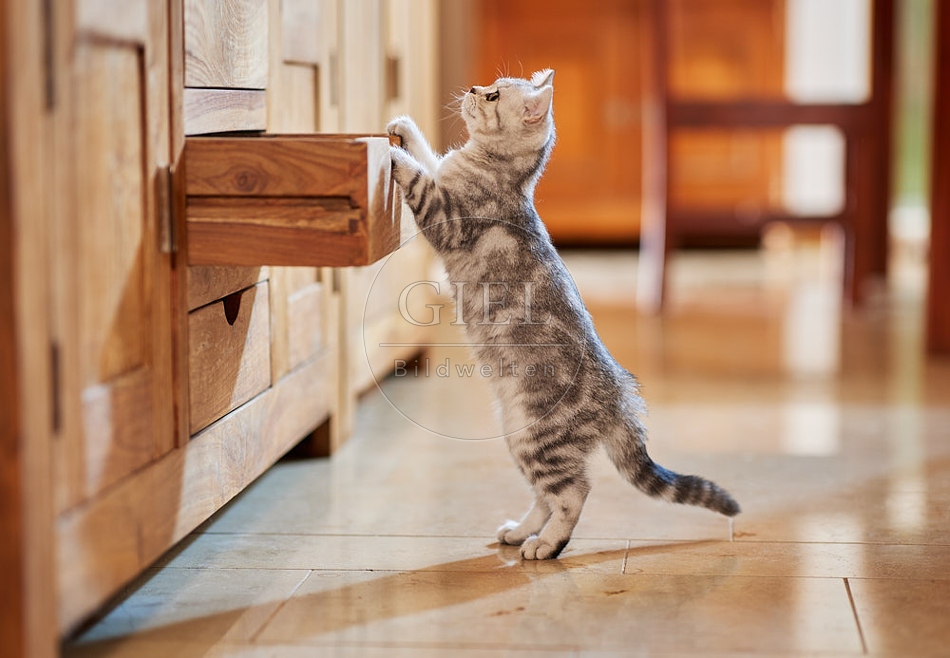 116041 Junge Britisch Kurzhaar Katze