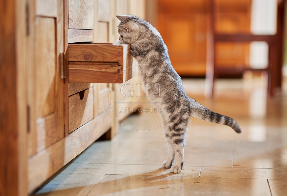 116042 Junge Britisch Kurzhaar Katze