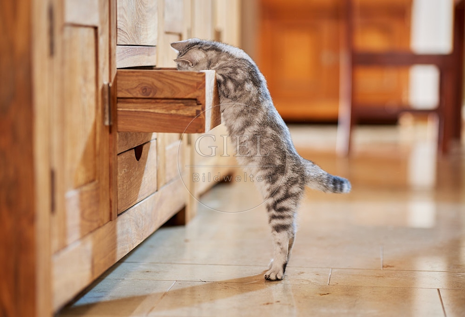 116043 Junge Britisch Kurzhaar Katze