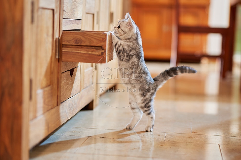 116044 Junge Britisch Kurzhaar Katze