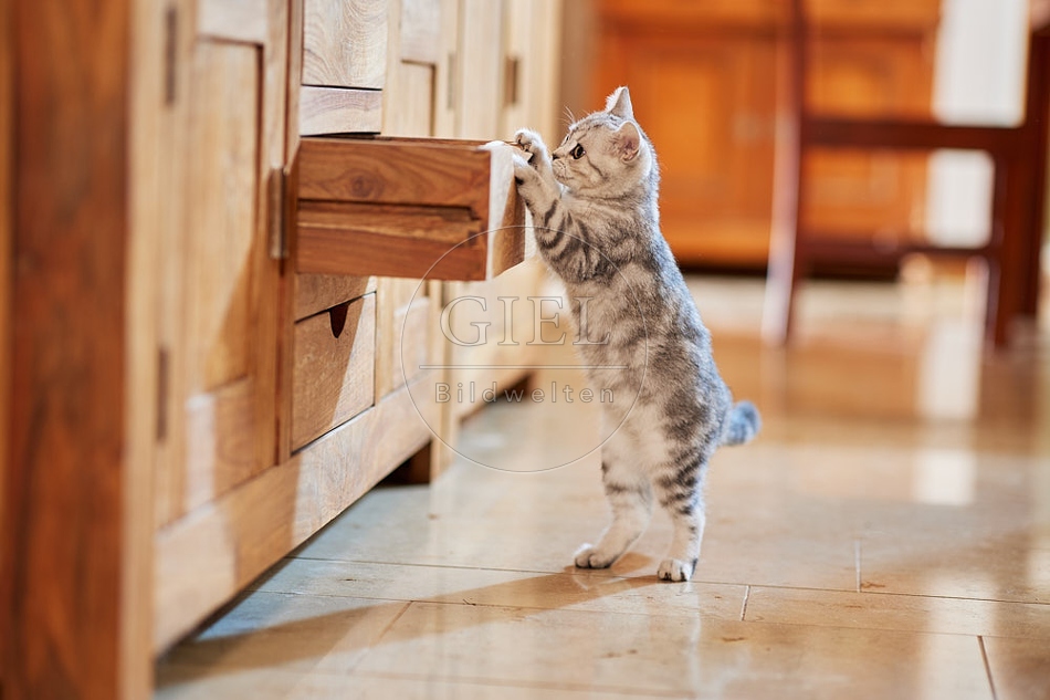 116045 Junge Britisch Kurzhaar Katze