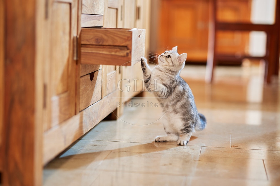 116046 Junge Britisch Kurzhaar Katze