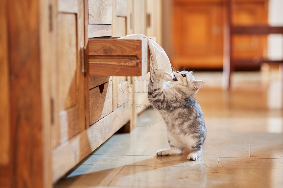 116047 Junge Britisch Kurzhaar Katze