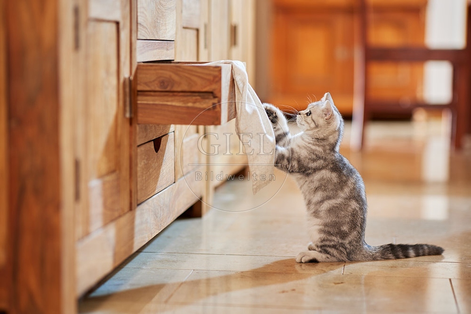 116050 Junge Britisch Kurzhaar Katze