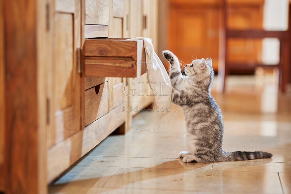 116051 Junge Britisch Kurzhaar Katze