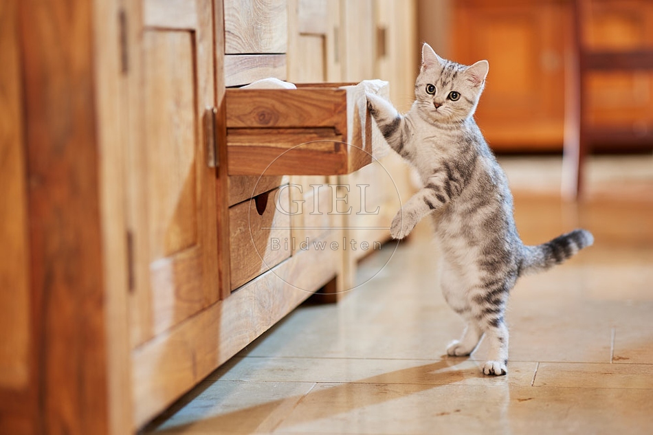 116052 Junge Britisch Kurzhaar Katze