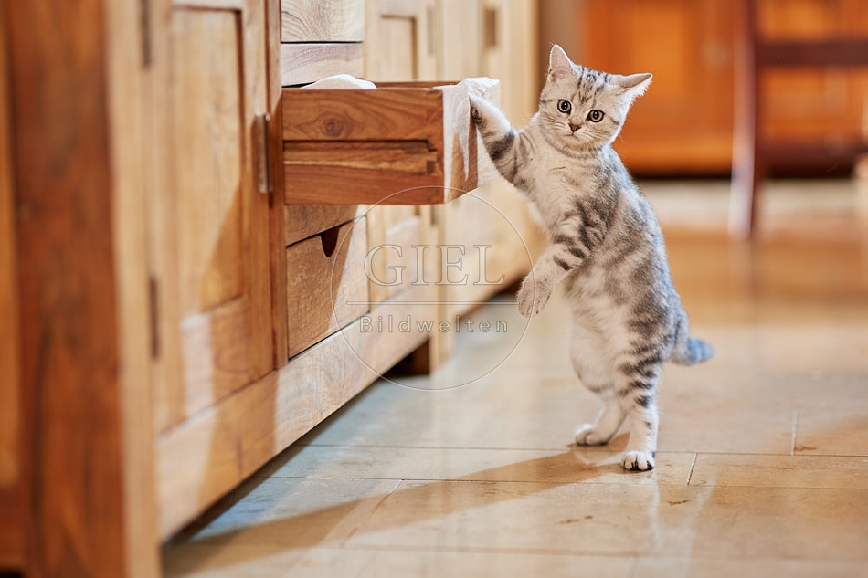 116053 Junge Britisch Kurzhaar Katze